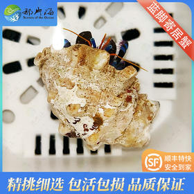 蓝脚寄居蟹Calcinus elegans