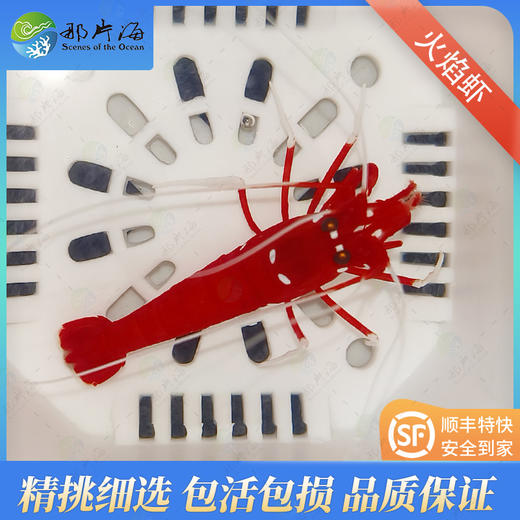 火焰虾Lysmata debelius 商品图0