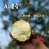 玉露香梨  皮薄肉嫩  细腻化渣  顺丰包邮 商品缩略图1