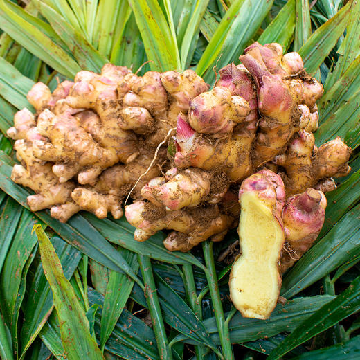 【新姜上市、限时9折】新鲜云南有机小黄姜生姜 3斤/5斤 商品图1