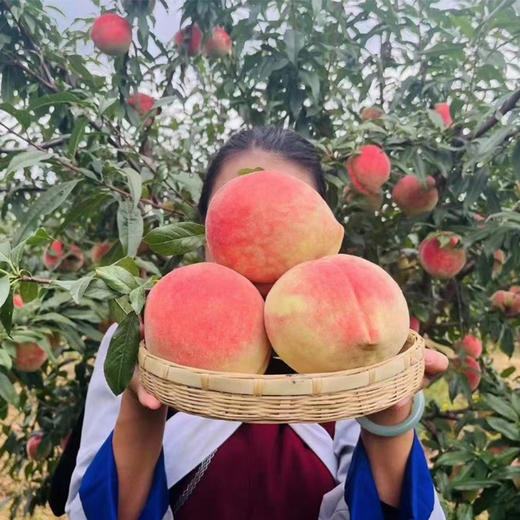 【顺丰发货】土哆哆云南大理雪桃新鲜脆甜现摘现发 商品图2