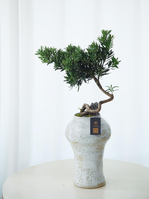菊芯罗汉松 商品图0