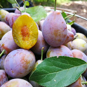 疆无季 新疆喀什 伽师法兰西西梅 皮薄肉厚 甜美多汁 核心产区