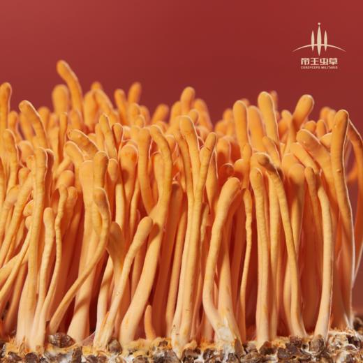 【帝王虫草】神奇蝌蚪，精选金黄饱满虫草，顺丰冷链直送，营养美味更安心 商品图7