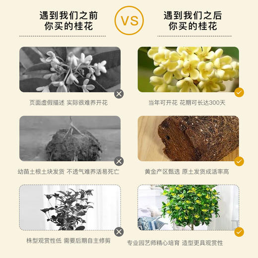 爆花款 四季金桂 5年苗| 新客福利 商品图4