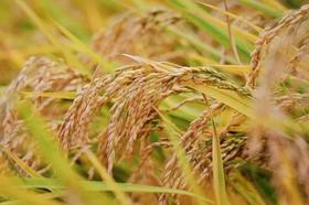 【超火亲子】京西稻丰收季，割御稻+抓螃蟹+DIY草帽+扎稻草人+田间品粥+参观现代工艺上产线