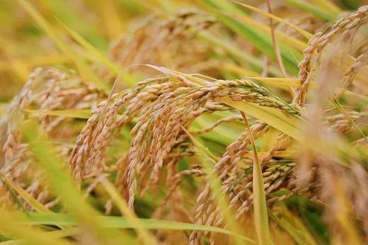 【超火亲子】京西稻丰收季，割御稻+抓螃蟹+DIY草帽+扎稻草人+田间品粥+参观现代工艺上产线 商品图0