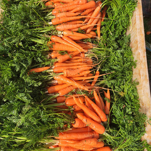 【顺丰发货】云南有机红胡萝卜 口感脆爽清甜新鲜蔬菜整箱发货3斤 商品图1