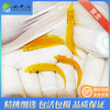 黄龙Halichoeres  chrysus 商品缩略图1