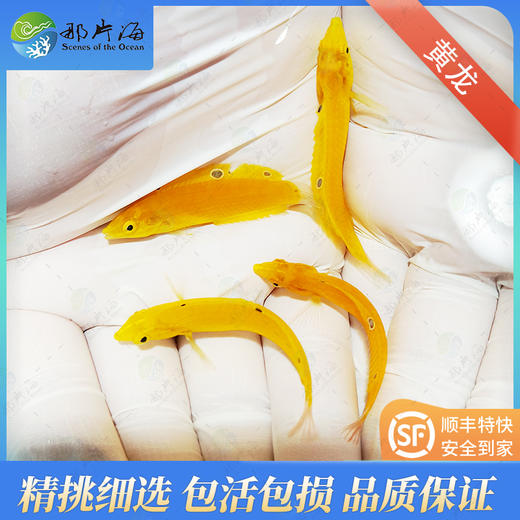 黄龙Halichoeres  chrysus 商品图1