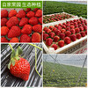 【颗颗甄选 丹东直发】丹东99草莓生鲜水果 新鲜红颜现摘 应季九九草莓产地-QQ 商品缩略图3