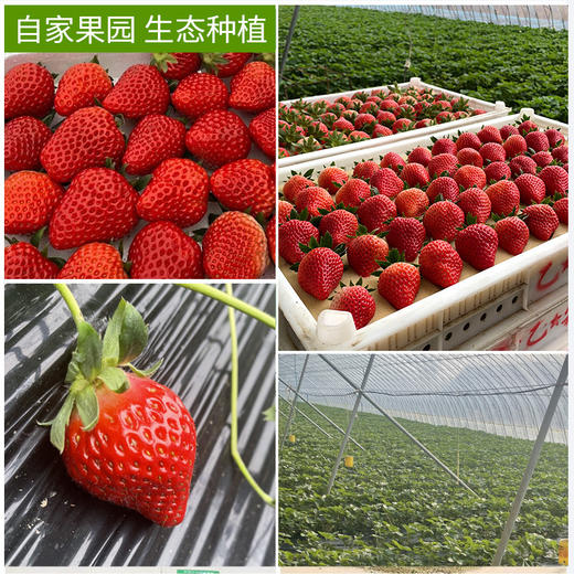 【颗颗甄选 丹东直发】丹东99草莓生鲜水果 新鲜红颜现摘 应季九九草莓产地-QQ 商品图3