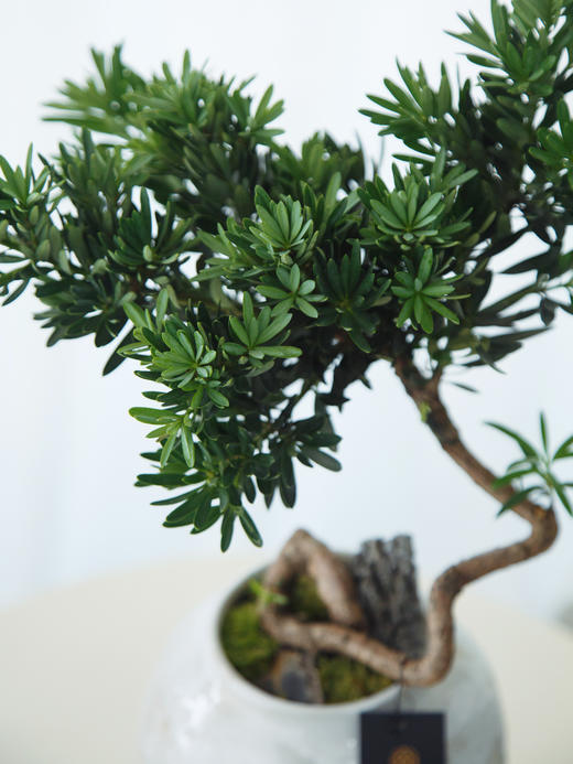 菊芯罗汉松 商品图1