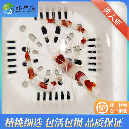 美人虾Stenopus hispidus 商品图0