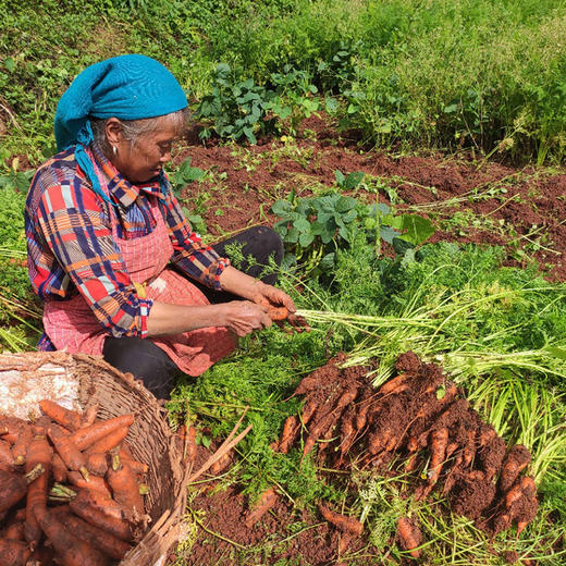 【顺丰发货】云南有机红胡萝卜 口感脆爽清甜新鲜蔬菜整箱发货3斤 商品图2