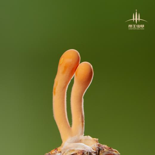 【帝王虫草】神奇蝌蚪，精选金黄饱满虫草，顺丰冷链直送，营养美味更安心 商品图2