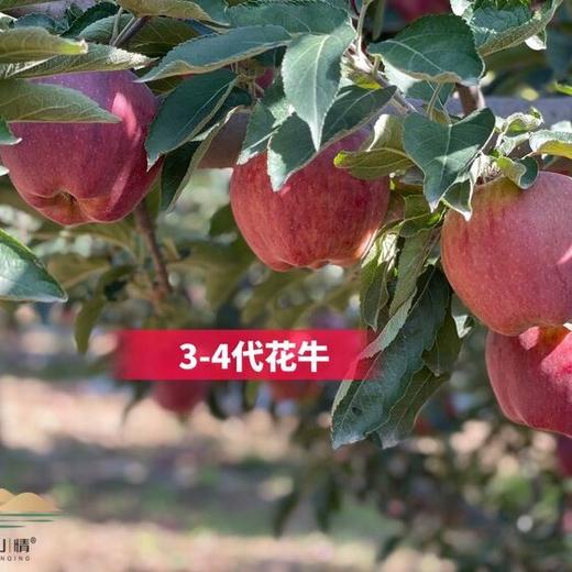 护山花牛苹果    气温低于零下10摄氏度地区，谨慎下单。冻伤不售后 商品图4
