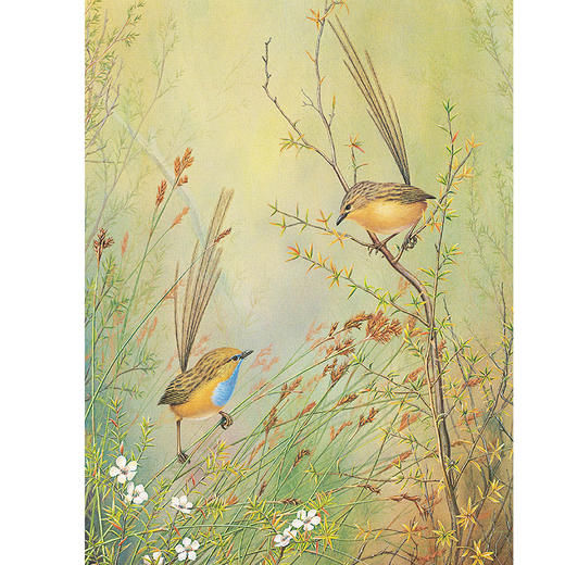 《飞鸟奇缘》-分销 商品图5