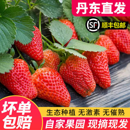【颗颗甄选 丹东直发】丹东99草莓生鲜水果 新鲜红颜现摘 应季九九草莓产地-QQ 商品图1
