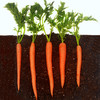 【顺丰发货】云南有机红胡萝卜 口感脆爽清甜新鲜蔬菜整箱发货3斤 商品缩略图6
