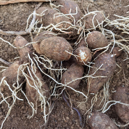 有机山地牛奶芋头 商品图7