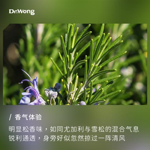 樟脑迷迭香 单方精油 商品图1