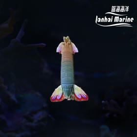 粉红螳螂虾 母