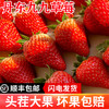 【颗颗甄选 丹东直发】丹东99草莓生鲜水果 新鲜红颜现摘 应季九九草莓产地-QQ 商品缩略图0