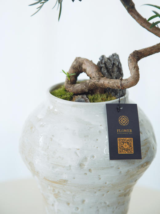 菊芯罗汉松 商品图2