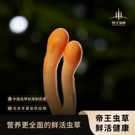 【帝王虫草】神奇蝌蚪，精选金黄饱满虫草，顺丰冷链直送，营养美味更安心 商品图0