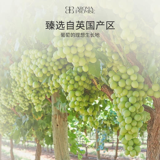 葡萄籽油 清爽肌肤 抵御自由基 商品图3