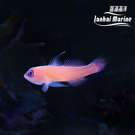 大眼血虾虎