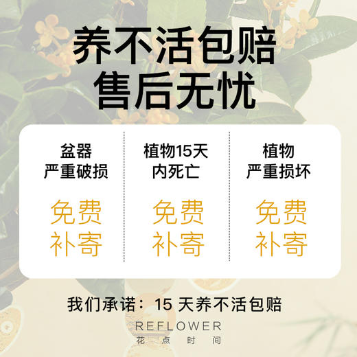 爆花款 四季金桂 5年苗| 新客福利 商品图3