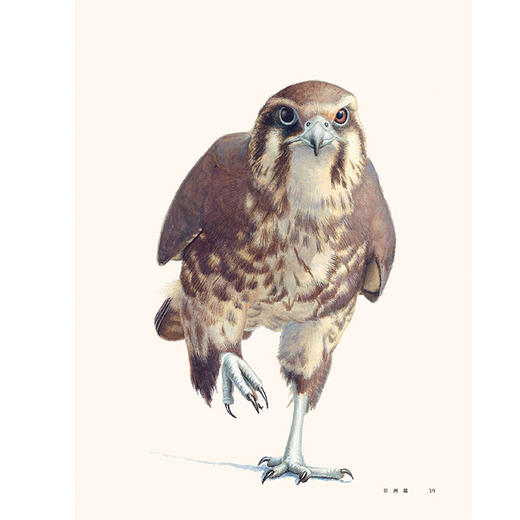 《飞鸟奇缘》-分销 商品图6