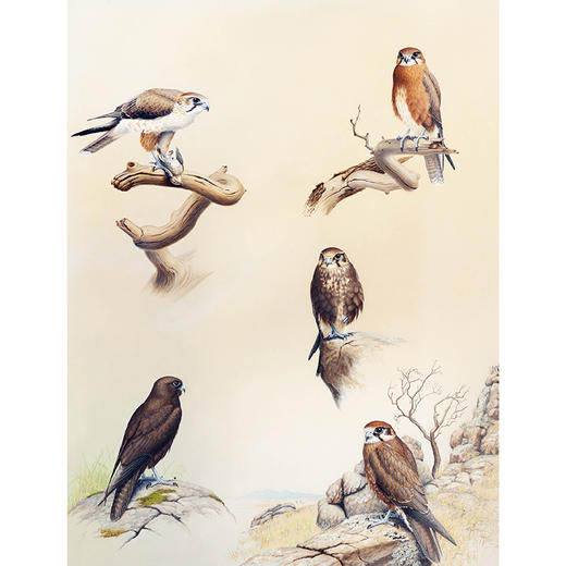 《飞鸟奇缘》-分销 商品图9