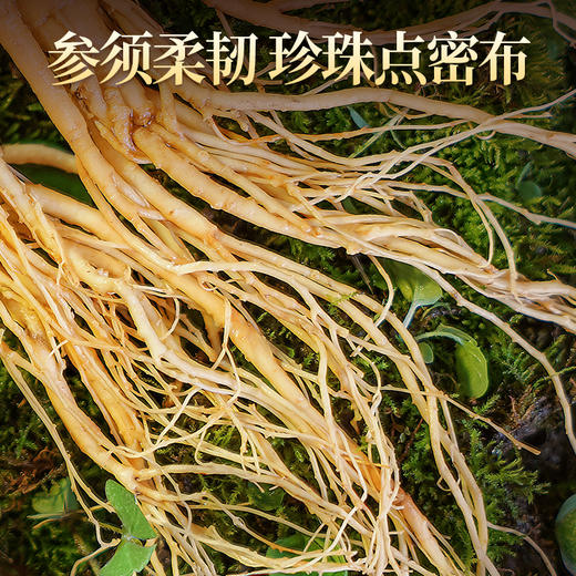 热销T【保鲜参礼盒】吉林特产人参新鲜人参150g8支装 商品图3
