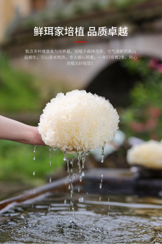 国家地标产品，双有机认证！鲜珥家【有机本草银耳】快速出胶！一瓶一码 ，免洗免煮，懒人必备〜 商品图3