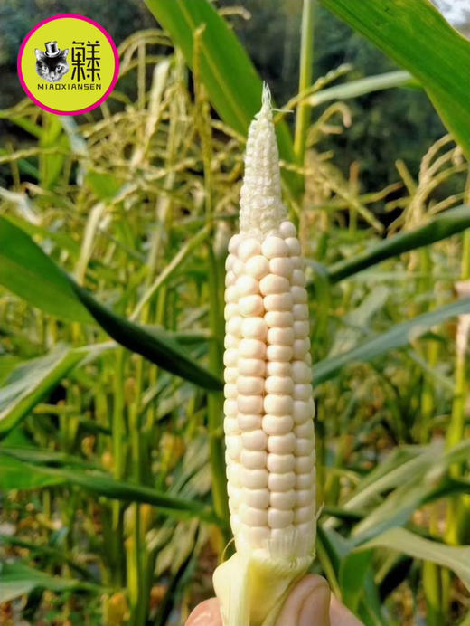 原种800年～带皮拇指小玉米🌽1kg装 商品图5
