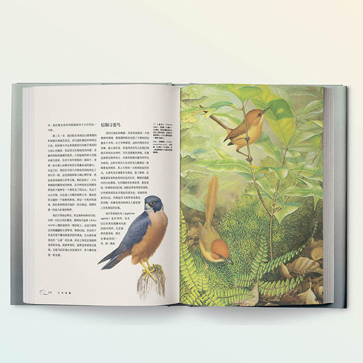 《飞鸟奇缘》-分销 商品图3