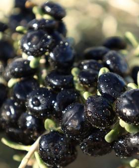 红枸杞、黑枸杞原浆究竟怎么选？哪个比较好