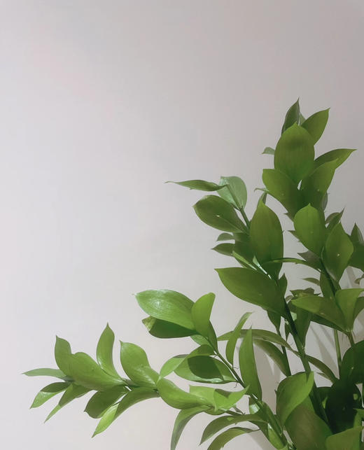 【超长待机】大桦木（橘叶）10支/扎 商品图1