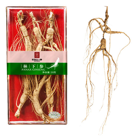 林下参  20g/盒 商品图4
