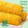 齐硕农甜糯玉米 商品缩略图0