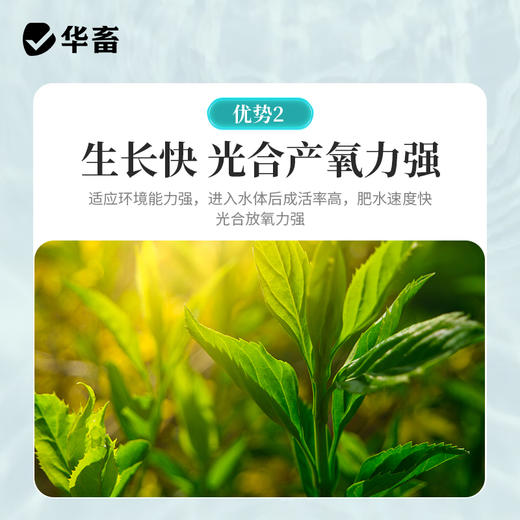华畜小球藻种5L 快速肥水光合产氧 补充有益藻 商品图3