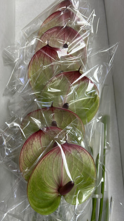 【彩掌】 福泰  单枝 商品图4