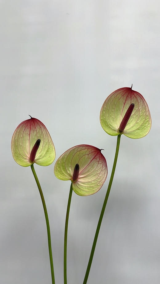 【彩掌】 福泰  单枝 商品图0