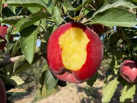 开年活动，护山花牛苹果 坚持种一颗原始原态的花牛  基地直邮