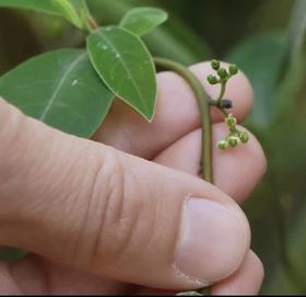  探秘 ：为什么山鸡椒精油是芳研社办公室蕞常飘起的香味？ 