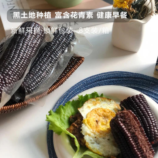 【非转基因 软糯香甜 】【2025年新玉米】东北特产黑糯玉米 8支装/箱 新鲜采摘 锁鲜包装 富含花青素 天然健康 营养丰富 优质早餐粗粮 商品图3