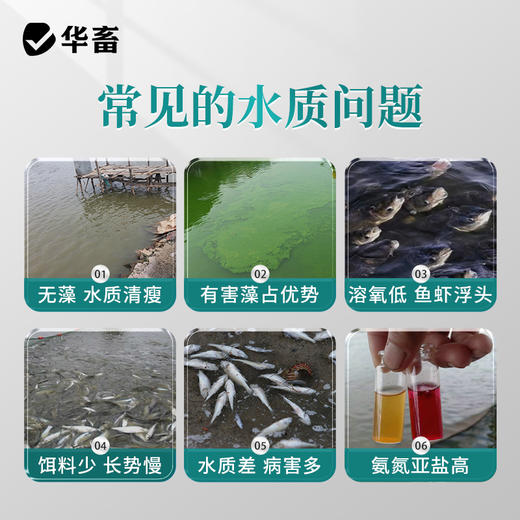 华畜小球藻种5L 快速肥水光合产氧 补充有益藻 商品图1